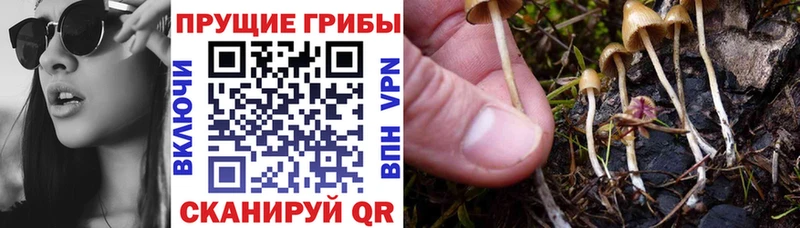 это Telegram  ОМГ ОМГ tor  Галлюциногенные грибы MAGIC MUSHROOMS  Саки  даркнет сайт 